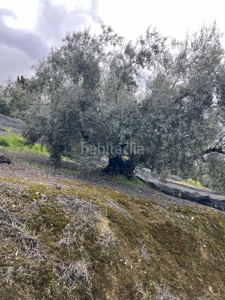 Foto 3aad746f-7e84-450d-aac4-13b1eafce689. Finca rústica a Cabra