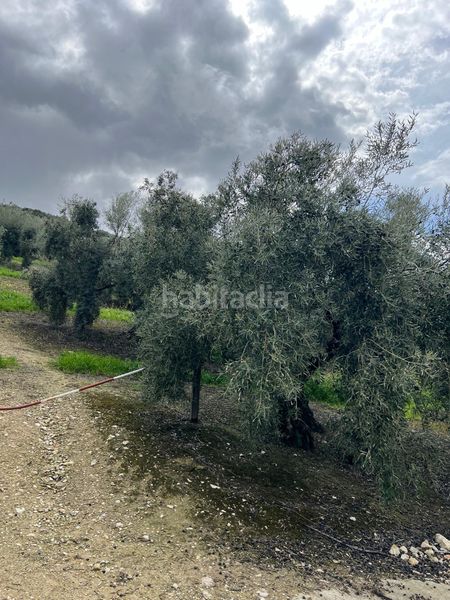 Foto 47c9c672-8a8d-4e2e-a7f4-412e28c71999. Finca rústica a Cabra