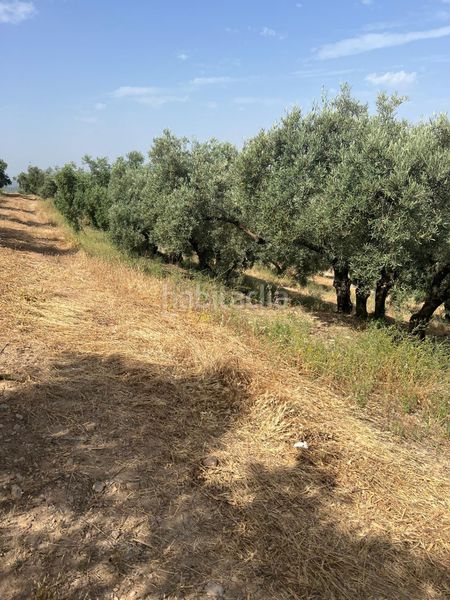 Foto 66a441f4-900c-4e7f-b820-0f7ff1d190a2. Finca rústica a Cabra