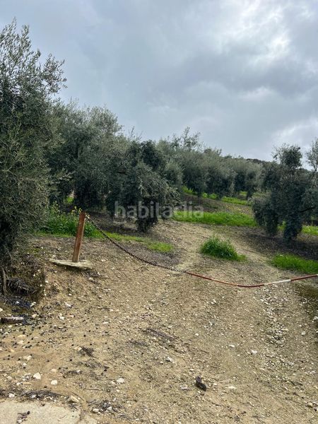 Foto 990f9f3d-b692-47bf-8657-dd1bc519eeea. Finca rústica a Cabra