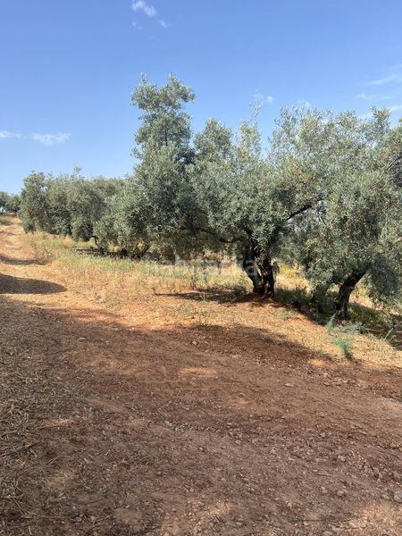 Foto c76ba198-37fc-4807-b752-4bdac57a8d3b. Finca rústica a Cabra