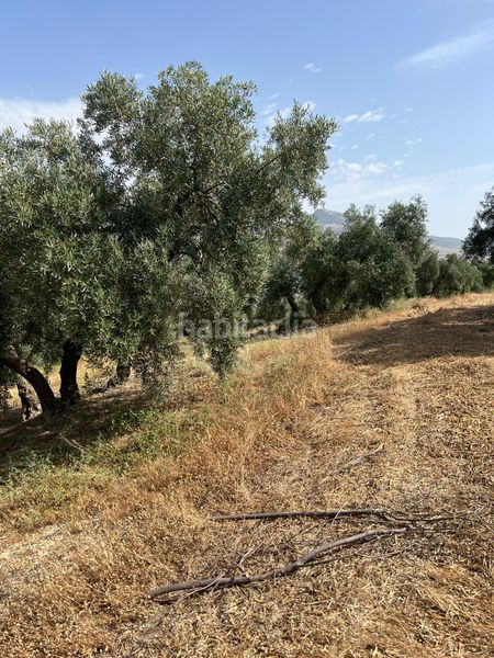 Foto ee9c1d34-7651-49ab-a561-2cbbb9d13e9c. Finca rústica a Cabra