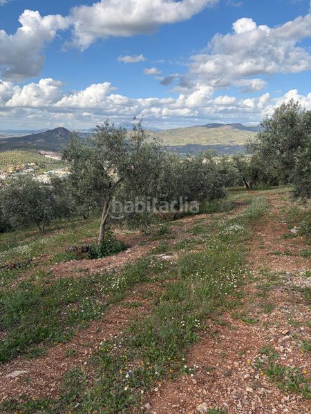 Foto 4d5dc6d5-0f7e-4d77-8a31-8e9c652d87bd. Finca rústica a Priego de Córdoba