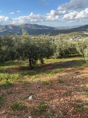 Fondo rustico in Priego de Córdoba. Finca olivar muy cerca de priego