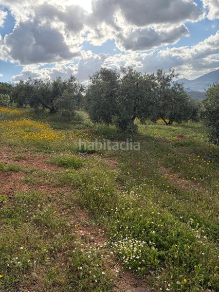 Foto a4e503d9-a7ec-45e4-a229-c843ea9dde9e. Finca rústica a Priego de Córdoba