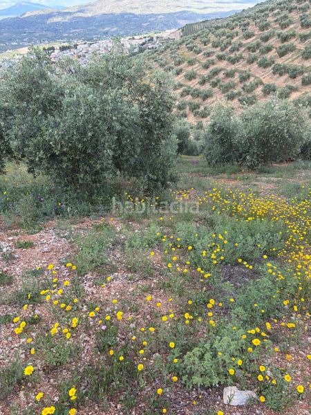 Foto f59b9d1f-a5b8-4555-ad77-e36fd5ba7320. Finca rústica a Priego de Córdoba
