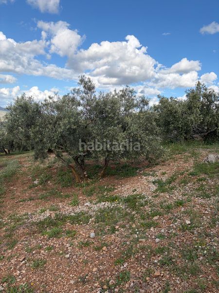 Foto f7662ae0-2aeb-4d0b-9562-7f84d0bc8253. Finca rústica a Priego de Córdoba