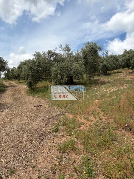 Foto 46605f4c-8973-443a-a577-5db30b58a679. Finca rústica a Iznájar