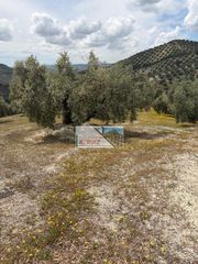 Finca rústica a Iznájar. ¡excelente oportunidad de inversión agrícola!