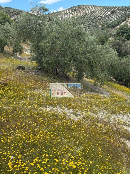 Foto b296fb82-91ed-4634-891b-aed06bad6784. Finca rústica a Iznájar