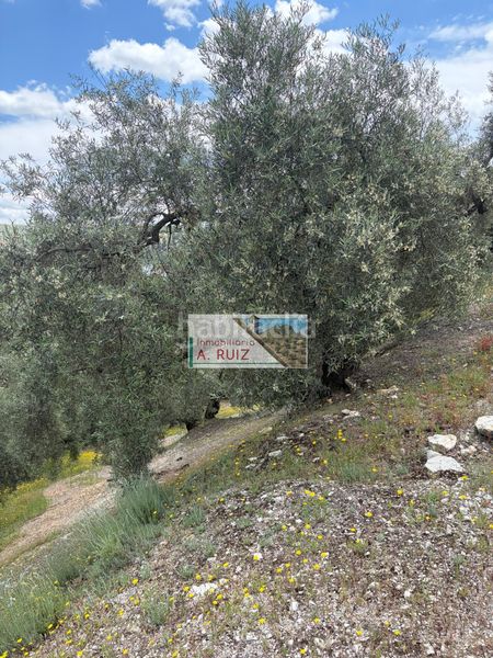 Foto cf110c42-c899-4d6b-9f6f-85767eada839. Finca rústica a Iznájar