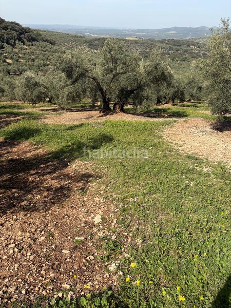 Foto 0bd91f45-84da-41b2-bacd-b453ae5be4ab. Finca rústica a Cabra