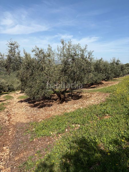 Foto 6af0babd-0b2a-4109-bacc-e0407fcbef20. Finca rústica a Cabra