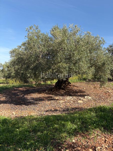 Foto a5f993ce-70a1-451d-96ac-d65ebd178c70. Finca rústica a Cabra