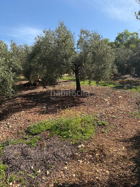 Foto cc0d4631-e2bb-4b7a-864f-987757443c99. Finca rústica a Cabra