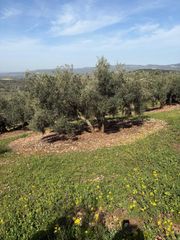 Finca rústica a Cabra