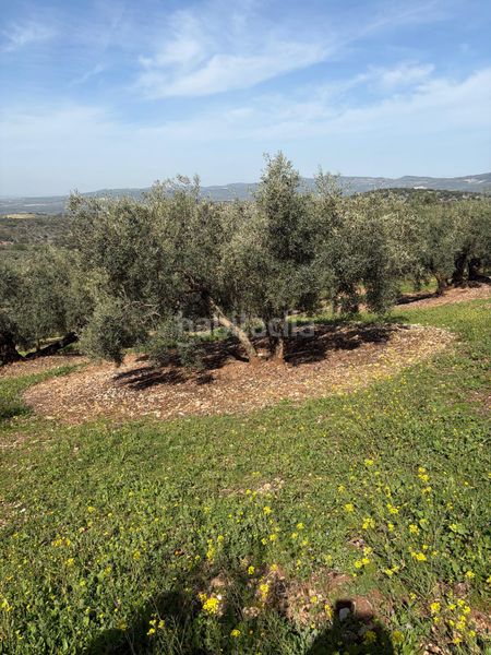 Foto fb9bd303-fe2d-4f63-b070-98f91b63fa96. Finca rústica a Cabra