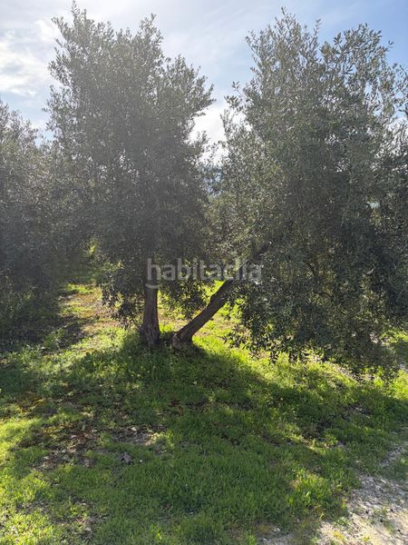 Foto 00f0e31b-9da7-4bfb-910e-970355e92cc1. Finca rústica a Poleares Lucena