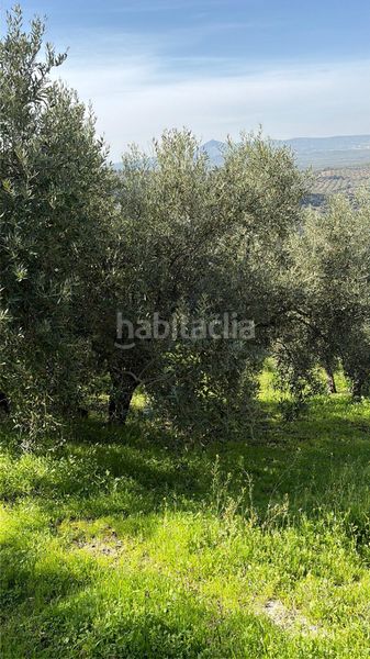 Foto 57e869f2-fa9f-494c-9083-10ca8050389a. Finca rústica a Poleares Lucena