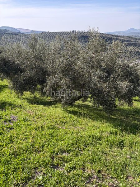 Foto 7d3c2309-43f5-4663-89b2-8110563f7617. Finca rústica a Poleares Lucena