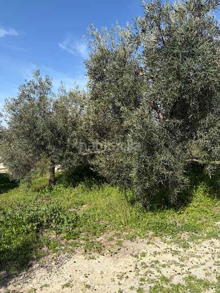 Foto b5c1ba69-a1c6-4a8d-b76d-b9cf6cfe45af. Finca rústica a Poleares Lucena