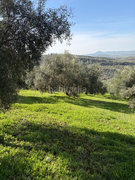 Foto b7dd2820-938b-4235-83d8-b54c87ef16bc. Finca rústica a Poleares Lucena