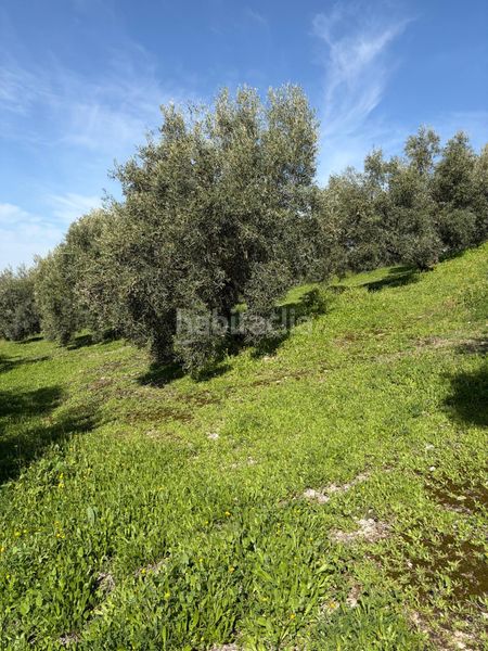 Foto f249aede-a64f-4cbd-a6b0-97026a7361c7. Finca rústica a Poleares Lucena