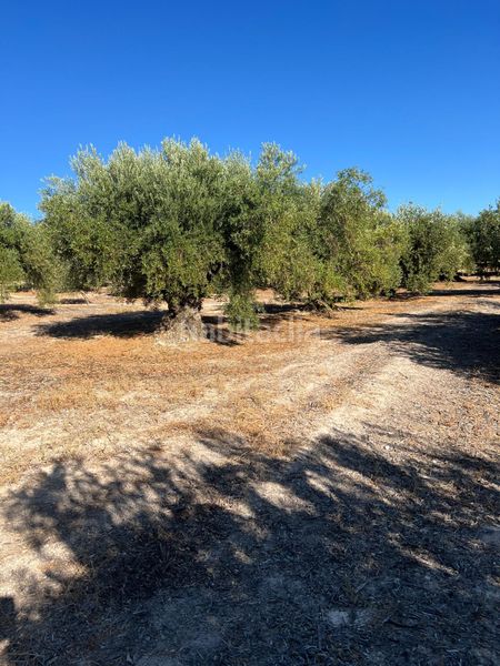 Foto 0a0a89e6-145a-4afb-9e71-88963d8341f7. Finca rústica a Priego de Córdoba