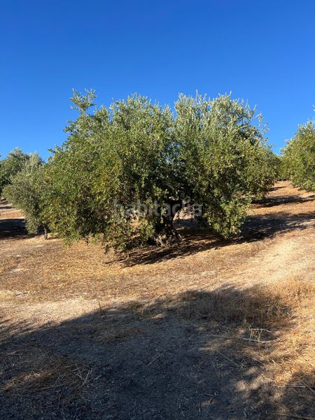Foto 637698f5-7722-47eb-84d0-7cd71b15890a. Finca rústica a Priego de Córdoba