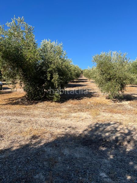 Foto 73687462-1608-45be-9402-c4ae404094c2. Finca rústica a Priego de Córdoba