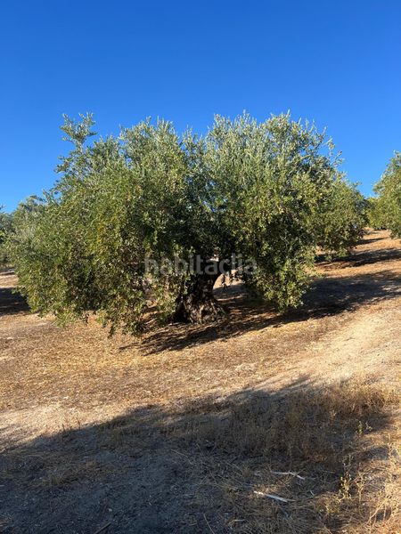 Foto e3632c23-130d-4da7-9e38-75298e9883fa. Finca rústica a Priego de Córdoba