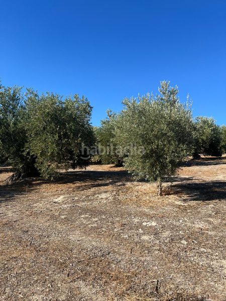 Foto f8d4d6b9-19bc-4dbc-a5ba-3d828a5819bf. Finca rústica a Priego de Córdoba