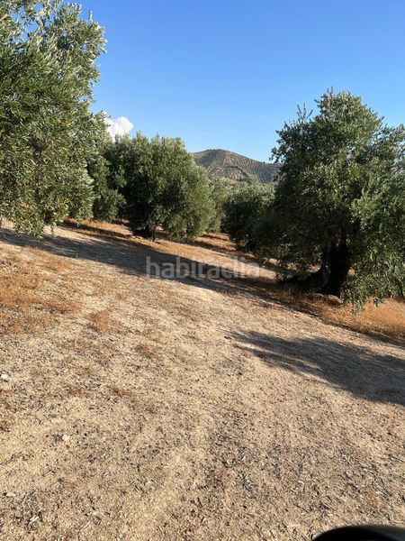 Foto 4f35f6c4-b9b1-4ae2-a32b-c9f5ec63455d. Finca rústica a Priego de Córdoba