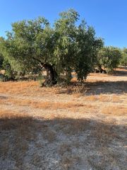 Finca rústica a Priego de Córdoba
