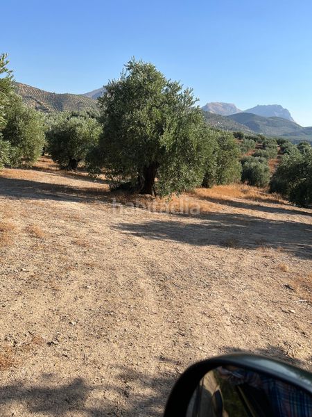 Foto e0c3d150-b941-4e83-b415-6d3185be8bfe. Finca rústica a Priego de Córdoba