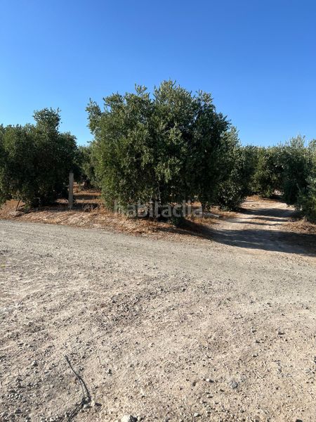 Foto f45d3e7f-f287-4be1-a137-fac7d9faf537. Finca rústica a Priego de Córdoba