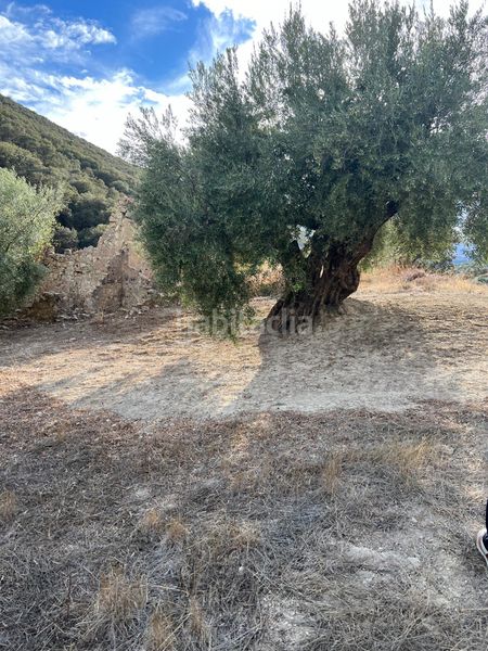 Foto 6a508a5b-5fe3-40e6-b48f-8dd8116bb046. Finca rústica a Almedinilla
