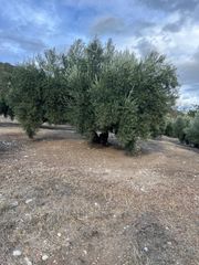 Finca rústica en Almedinilla. ¡bajada de precio en finca olivar!