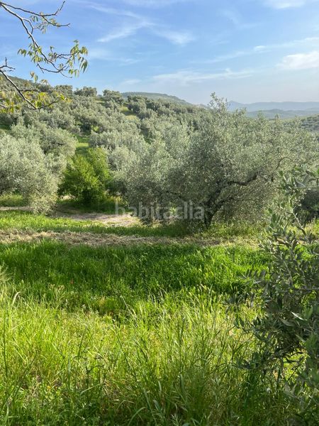 Foto 166a9667-9ff8-4f58-849c-2af01337abe1. Finca rústica a Cabra