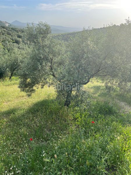 Foto 228355b3-2fbd-4d10-b5ba-3fc3a76c564b. Finca rústica a Cabra