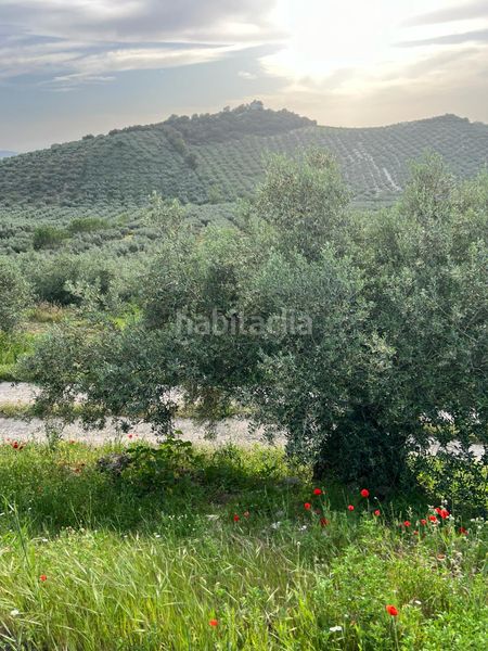 Foto b2804af9-e173-4a2d-bec7-94b1aa2f5561. Finca rústica a Cabra
