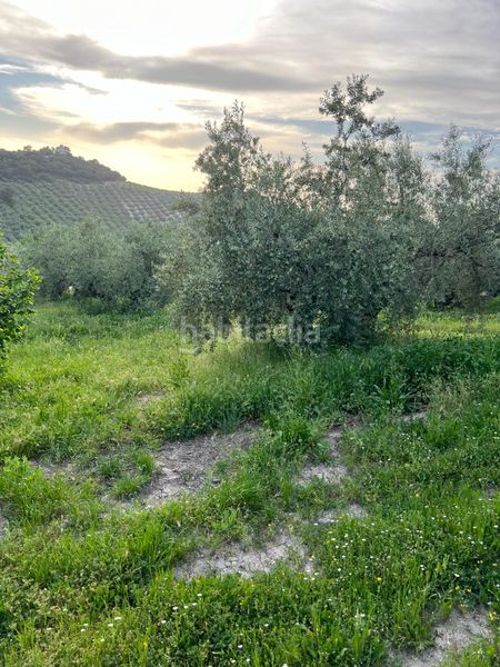 Foto d5b1fa3b-3afd-4c9d-a602-cb56e5eabead. Finca rústica a Cabra