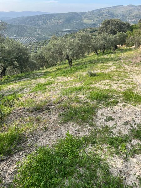 Foto deae854e-b880-4f39-bdcd-953f1d75516f. Finca rústica a Cabra
