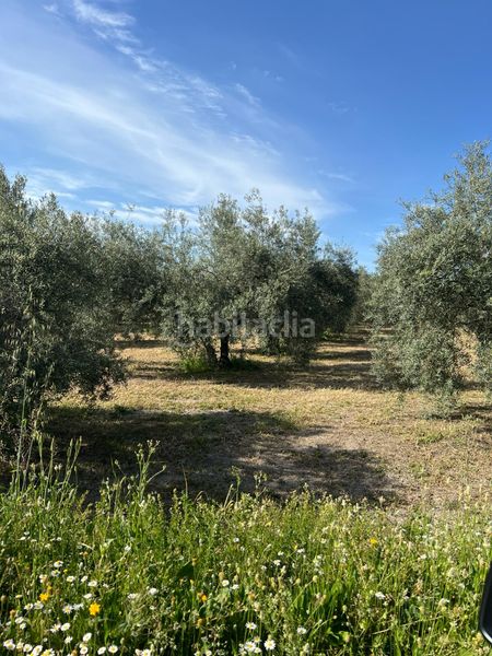 Foto f8eab80d-d04a-424e-8830-eeff1c107c47. Finca rústica a Cabra