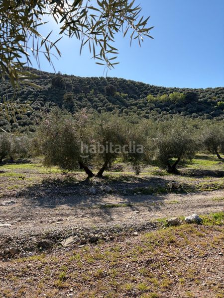 Foto 19b7320f-a245-4e0d-b16b-9c65c5d004a5. Finca rústica a Priego de Córdoba