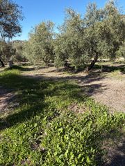 Finca rústica a Priego de Córdoba