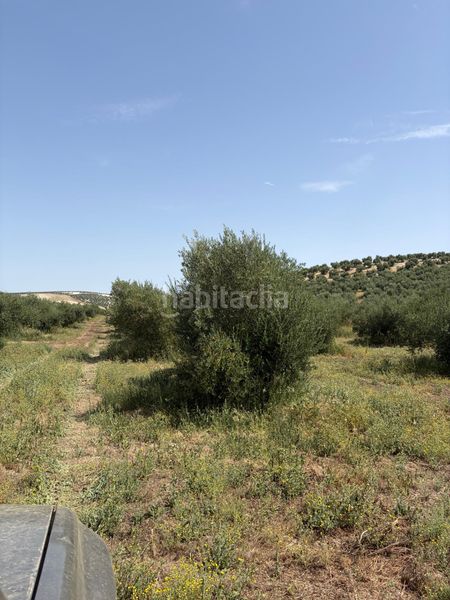 Foto 33e74d76-17ad-4e00-b3d8-fd77d57bd029. Finca rústica a Santiago de Calatrava