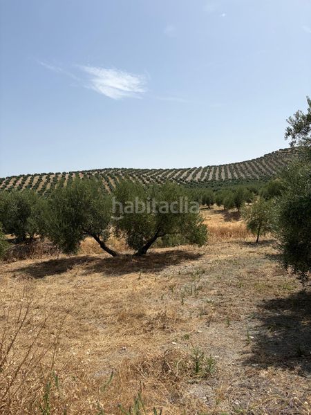 Foto a0226e8e-c320-413b-8c71-23738bd273b1. Finca rústica a Santiago de Calatrava