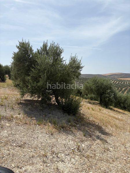 Foto b9862dea-b035-428f-aa98-2e84d232a294. Finca rústica a Santiago de Calatrava