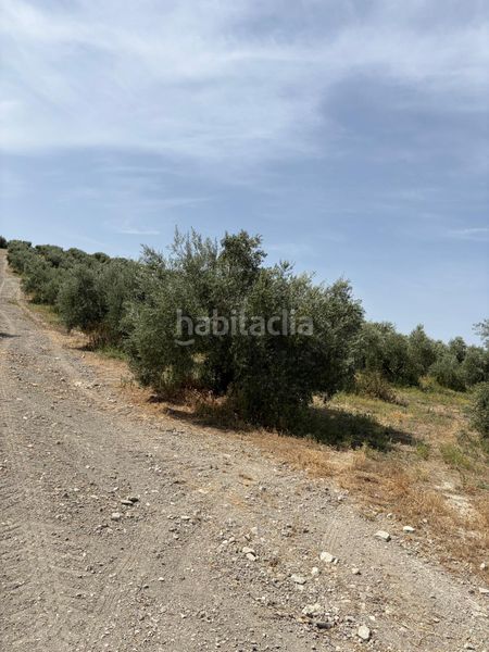 Foto d96a32f1-71b0-4161-b473-16239fa1def0. Finca rústica a Santiago de Calatrava